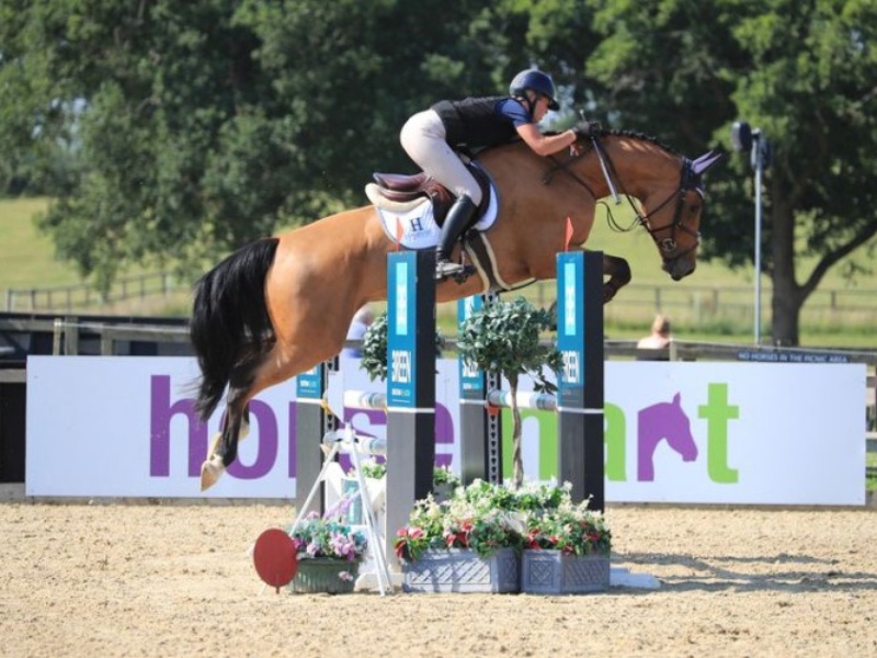 British Horses For Sale